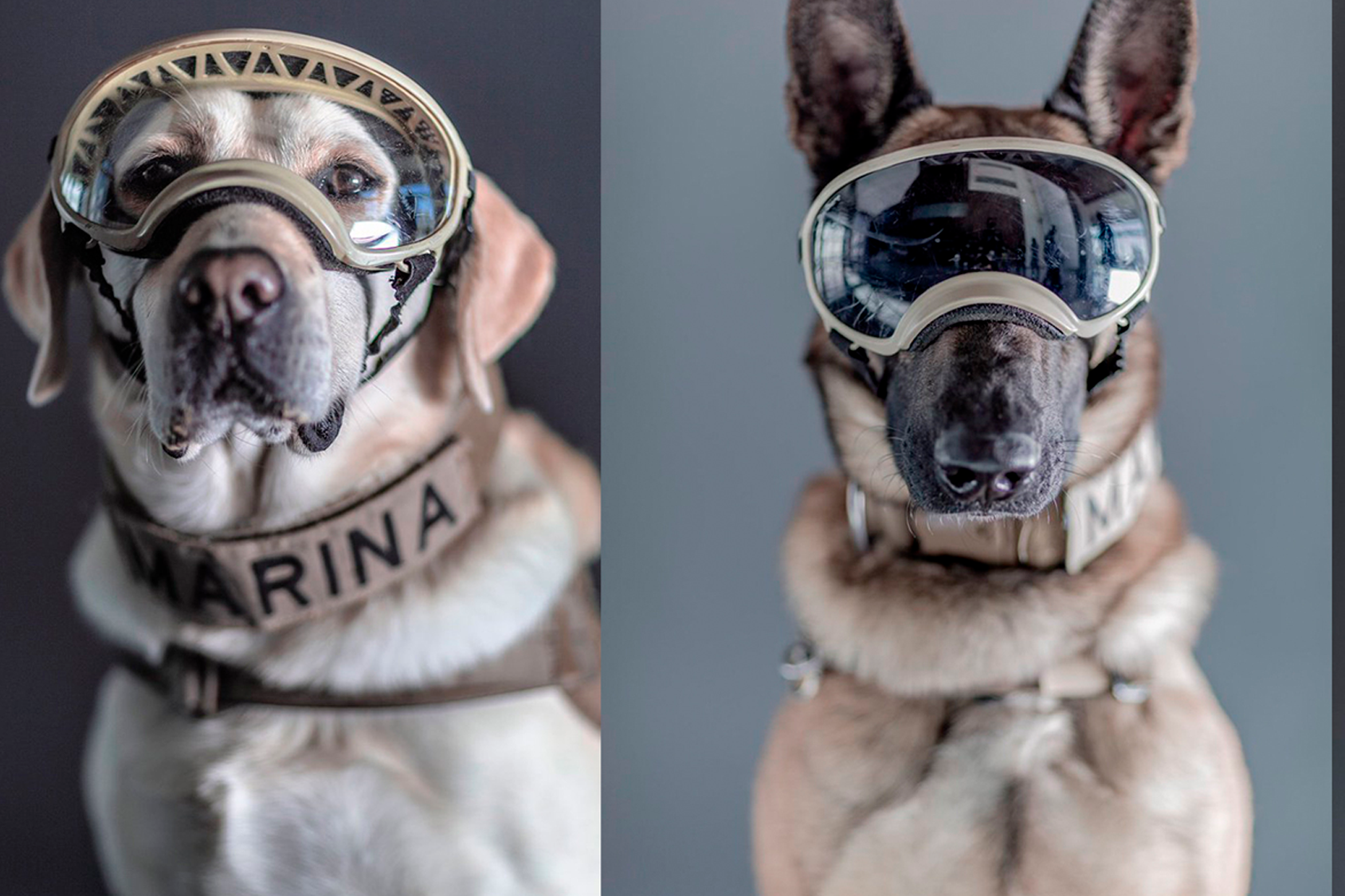 La labor heroica de los perros de rescate: historias de éxito y valentía La labor heroica de los perros de rescate: historias de éxito y valentía
